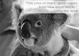 Best koalas quotes selected by thousands of our users! Koala Quotes Quotesgram