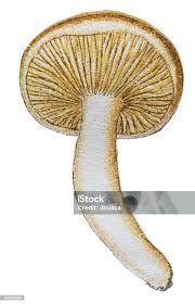 Image result for Clitopilus prunulus