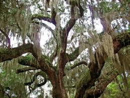Spanish moss south carolina trees. These Spanish Moss Covered Trees Were So Big And Pretty Picture Of Charleston Coastal South Carolina Tripadvisor