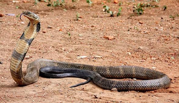 What is the biggest snake in the world? | Natural History Museum
