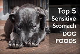 A sensitive stomach dog food should be labeled as complete and balanced. Discover 5 Sensitive Stomach Foods Help Your Pup Feel Better