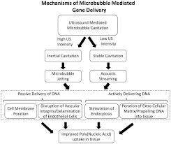 flow chart outlining the potential mechanisms of improved