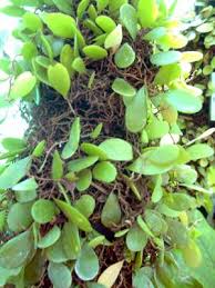 Image result for Pyrrosia rhodesiana