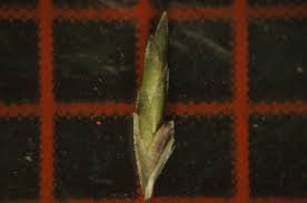 Image result for Eragrostis cylindriflora