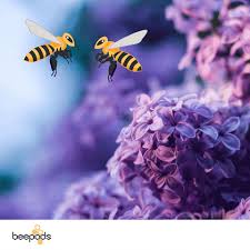 We did not find results for: Purple Flower Gifs Get The Best Gif On Giphy