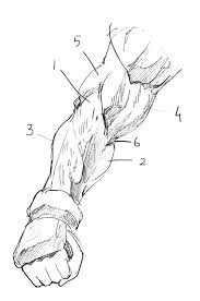 The following tutorial is part of male muscle anatomy study. How To Draw Forearms With Anatomical Detail A Step By Step Guide Gvaat S Workshop