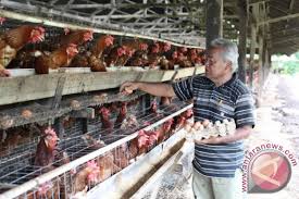 We did not find results for: Ayam Petelur Antara Sumbar