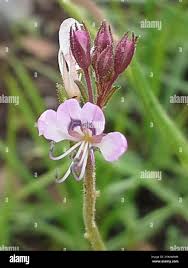 Image result for Cleome monophylla