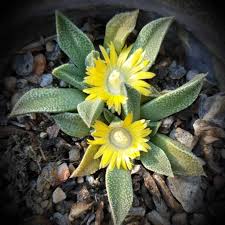 Image result for Nananthus aloides