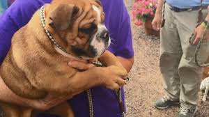 Search for a pet, rescue group or article. 105 Dogs Rescued From Puppy Mills Ready For Adoption