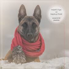 Karsinizda Kopek Iglo Ve Baykus Podi Nin Sicacik Dostlugu Kopek Dog Baykus Owl Animallover Animal Instagood Hayvansevgisi Instali Kopek Baykus Owl