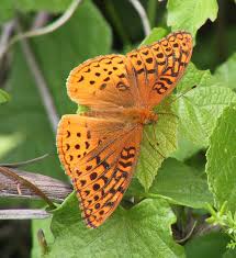 Image result for Sartidia angolensis