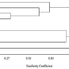 Image result for Cucumis aetheocarpus
