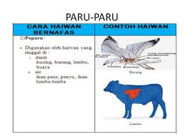 terdiri daripada banyak filamen insang yang disokong oleh lengkung insang yang keras. Haiwan Bernafas