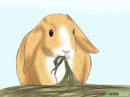 So i created the table below after some careful analysis. How To Tell The Age Of A Rabbit 10 Steps With Pictures