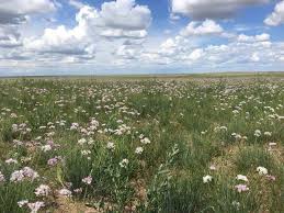 pin by davaadorj gantumur on mongolian landscape in 2020 landscape wallpaper landscape plants