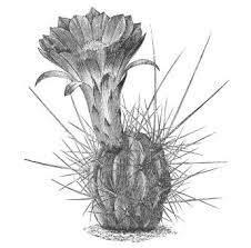 Image result for Phyllanthus caespitosus