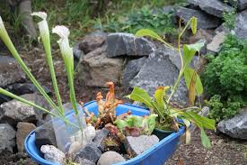 Kleine moorbeete im garten anlegen. Moorbeet Anlegen Und Bepflanzen Tipps Und Pflanzenarten