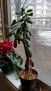 Jade plants are popular succulents due to their ease of care and attractive leaves. Should I Repot A Tall And Spindly Jade Plant Gardening Landscaping Stack Exchange