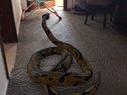 Pin By Masah On Google 3d Photos On My House Animals Animals Dinosaur 3d Photo