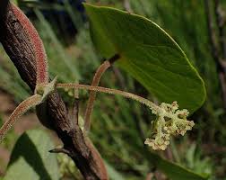 Image result for Stephania abyssinica