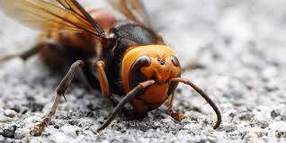 Hornet nest removal and treatment. Facts About The Murder Hornet The National Wildlife Federation Blog The National Wildlife Federation Blog
