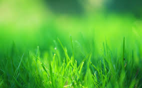 green grass wallpapers top free green grass backgrounds wallpaperaccess green grass wallpapers top free green
