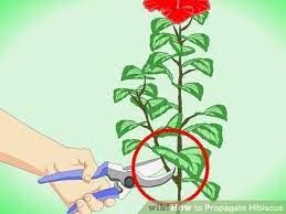 How To Propagate Hibiscus Hibiscus Tree Care Hibiscus Plant Hibiscus Tree