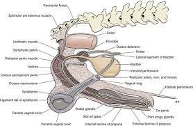 If you followed my previous tips, you should have an oval/circle. Testes And Scrotum Veterian Key