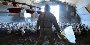 En russie, des premiers cas humains de h5n8, grippe aviaire, ont été déclaré à la who. Grippe Aviaire H5n8 Pas De Risque Connu A Ce Jour Pour Les Humains En France