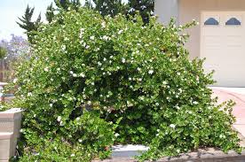 Image result for Carissa