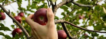 Maybe you would like to learn more about one of these? How To Grow Fruit Trees The Complete Guide Dripping Springs Guide