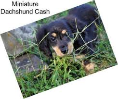 Dogs all motors for sale property jobs services community pets. Miniature Dachshund Puppies For Sale In Minneapolis Agriseek Com