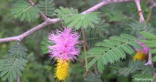 Maybe you would like to learn more about one of these? Growing Dichrostachys Cinerea Learn Chinese Lantern Tree Care