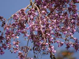 Image result for Philenoptera