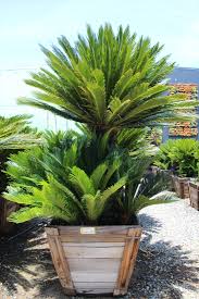 Image result for Cycas revoluta
