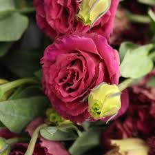 Image result for eustoma maurine