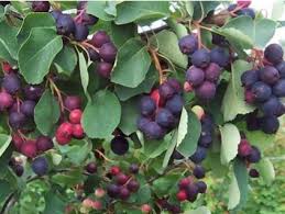 Image result for indiánská borůvka obrázek