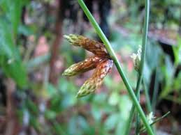 Image result for Schoenoplectiella senegalensis