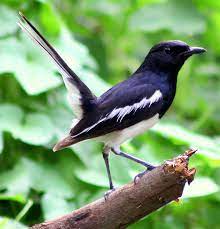 Pin By Mila On X1 Birds Aves Beautiful Birds Animals Flying Creatures