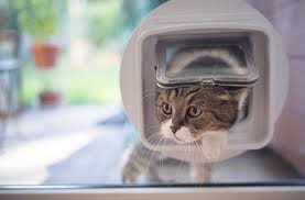 After 15 years, i am tired of receiving this question, which i totally sympathize with. How Can I Stop Other Cats Visiting My Garden Your Cat
