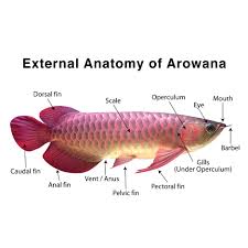 Choosing Your First Arowana