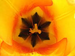 Jetzt pflanzen für einen traumgarten im frühling. Gartentulpe Tulipa Gesneriana