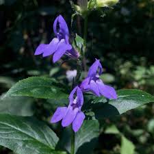 Image result for lobelia