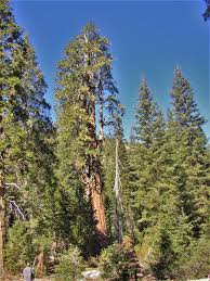 Image result for Calocedrus decurrens