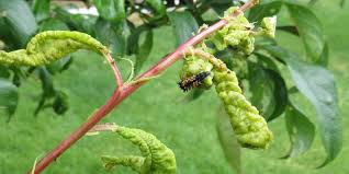 We did not find results for: Treat Leaf Curl On Plums Differently Than Other Fruit Trees