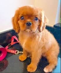 As they grow they receive constant, loving attention and are nurtured. 23 Puppies Cavaliers Of Castlemar Ideas Cavalier Puppies King Charles Cavalier Spaniel Puppy