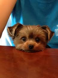 Miniature Black And Brown Yorkie Ed2836a173eae655130f1c7ae44ecb9c Jpg 600 800 Pixels Yorkshire Terrier Puppies Yorkie Puppy Yorkshire Terrier