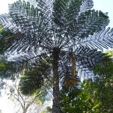 Image result for Cyatheaceae