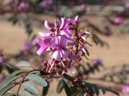 Image result for Indigofera ischnoclada